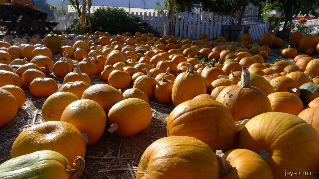 Pumpkin Patch