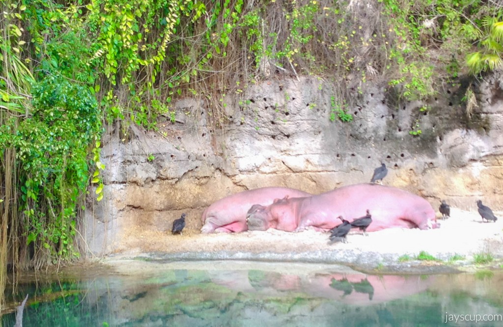 Pink Hippos